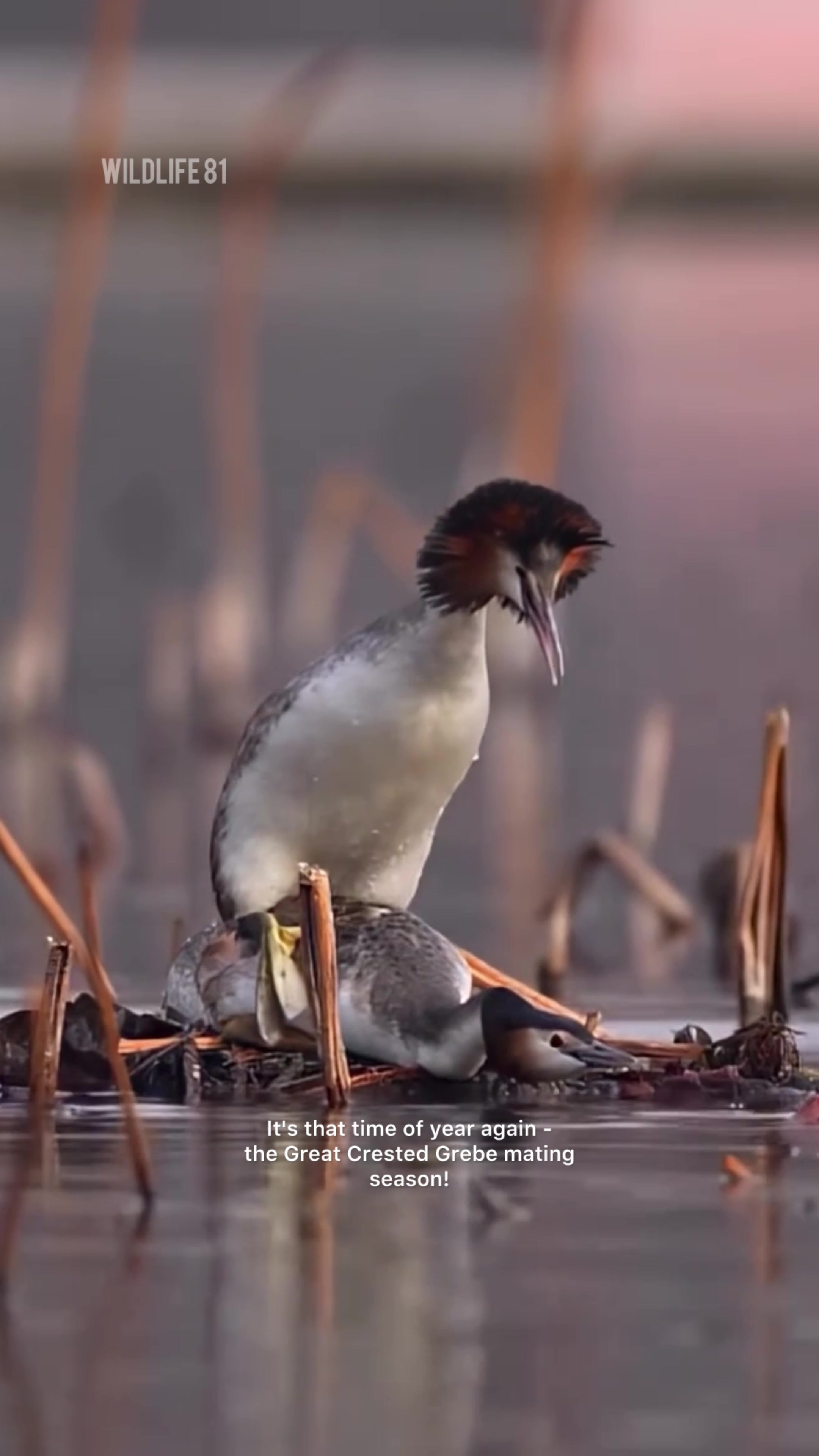 @🐈🕊Wild Life 🦜🦢