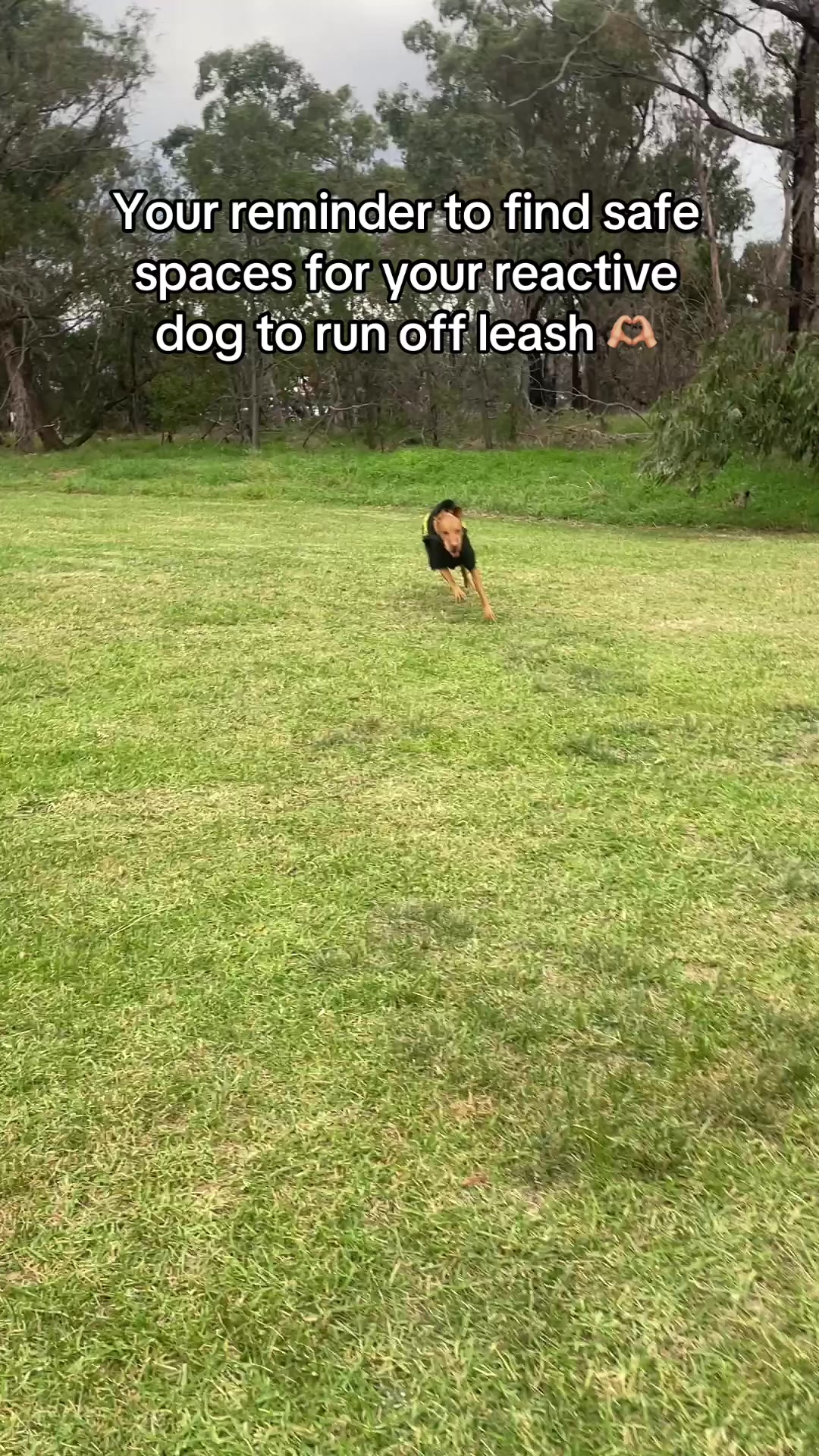 @Chloe’s Canine Co