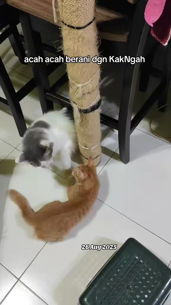 @Omma Kucing 🇲🇾🍉