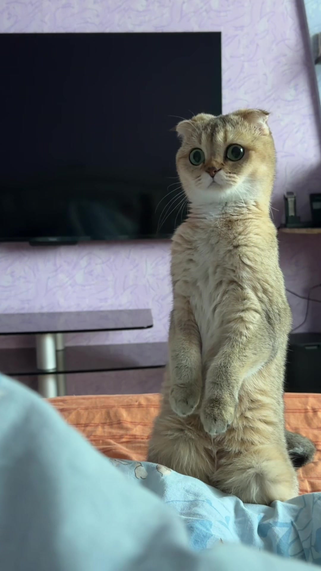 @Cat&Kittens
