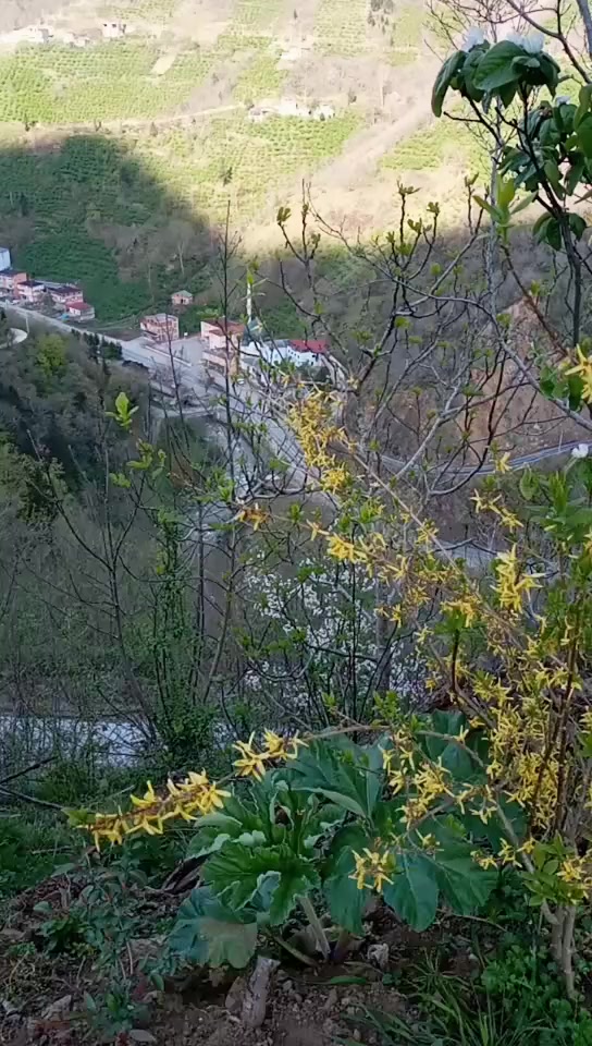 @Hasan Kuloğlu