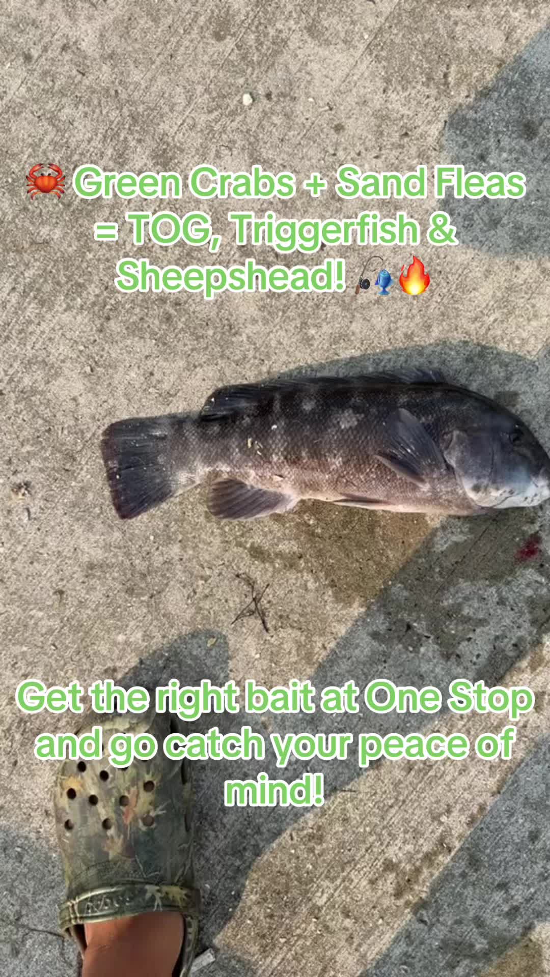 @One stop bait & tackle