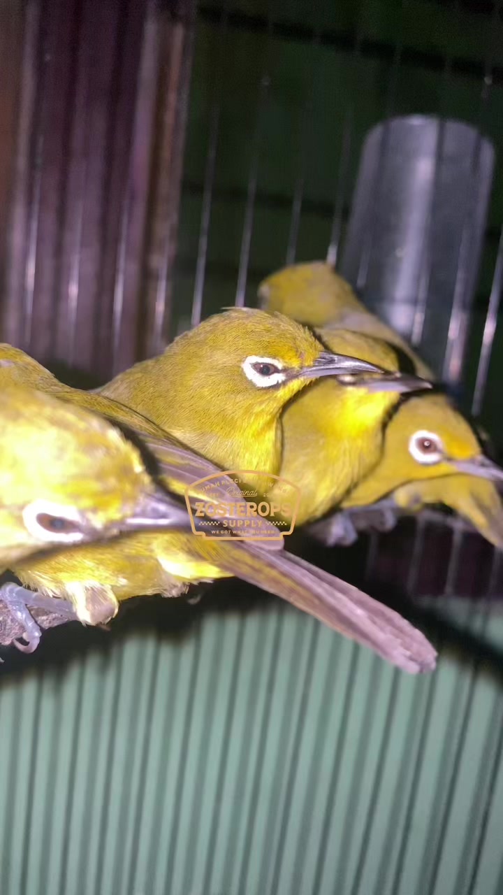 @RUMAH PLECI BANYUWANGI