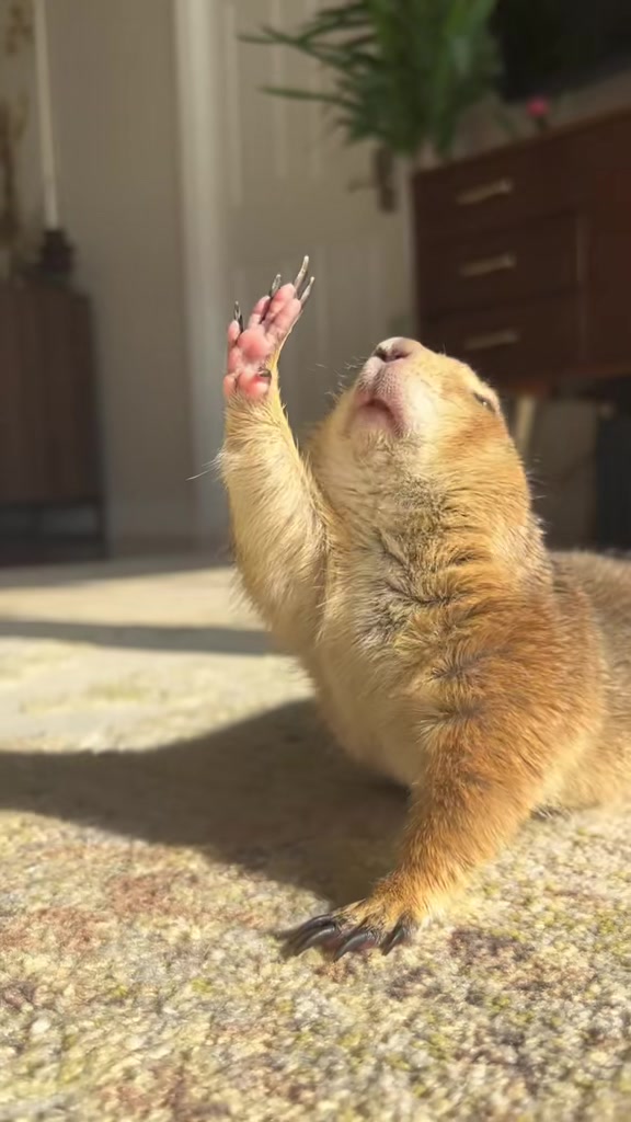 @Poppy the Prairie Dog