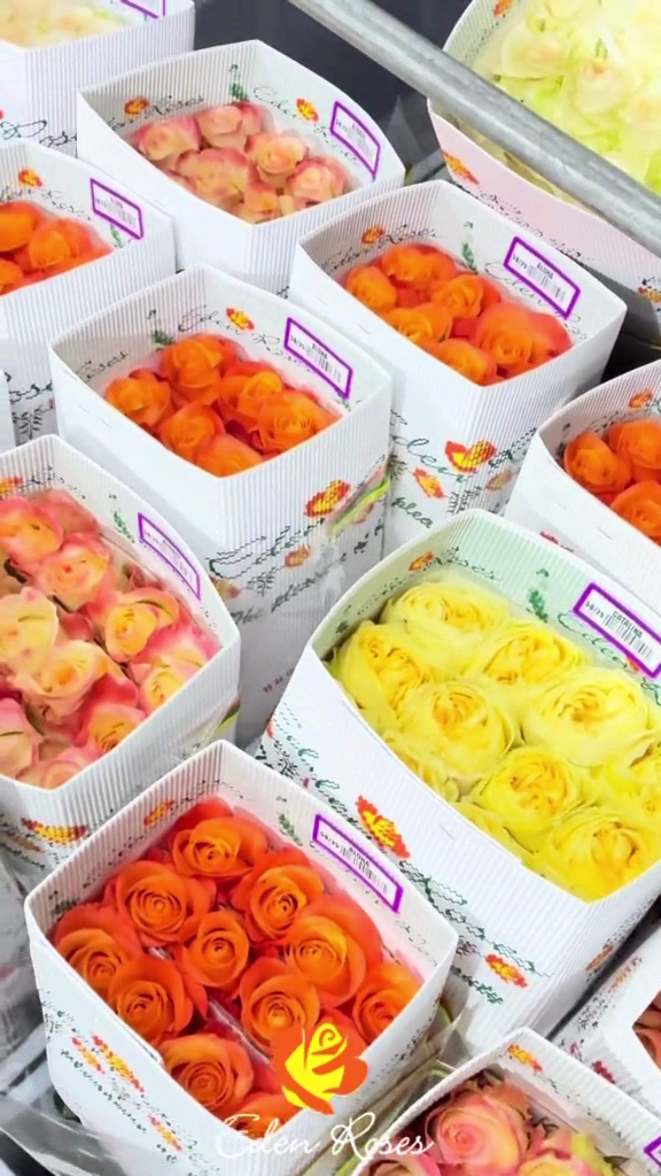 @Eden Roses