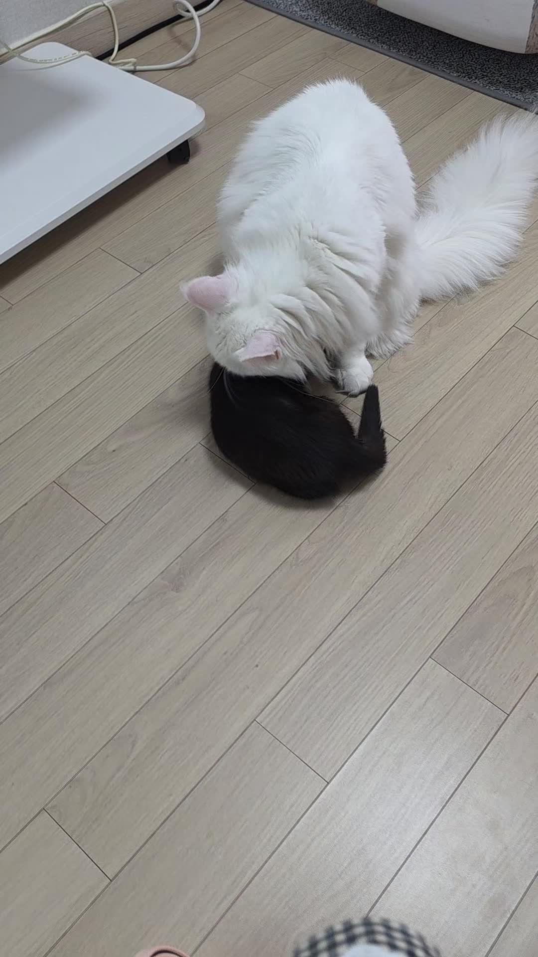 @8냥이 집사