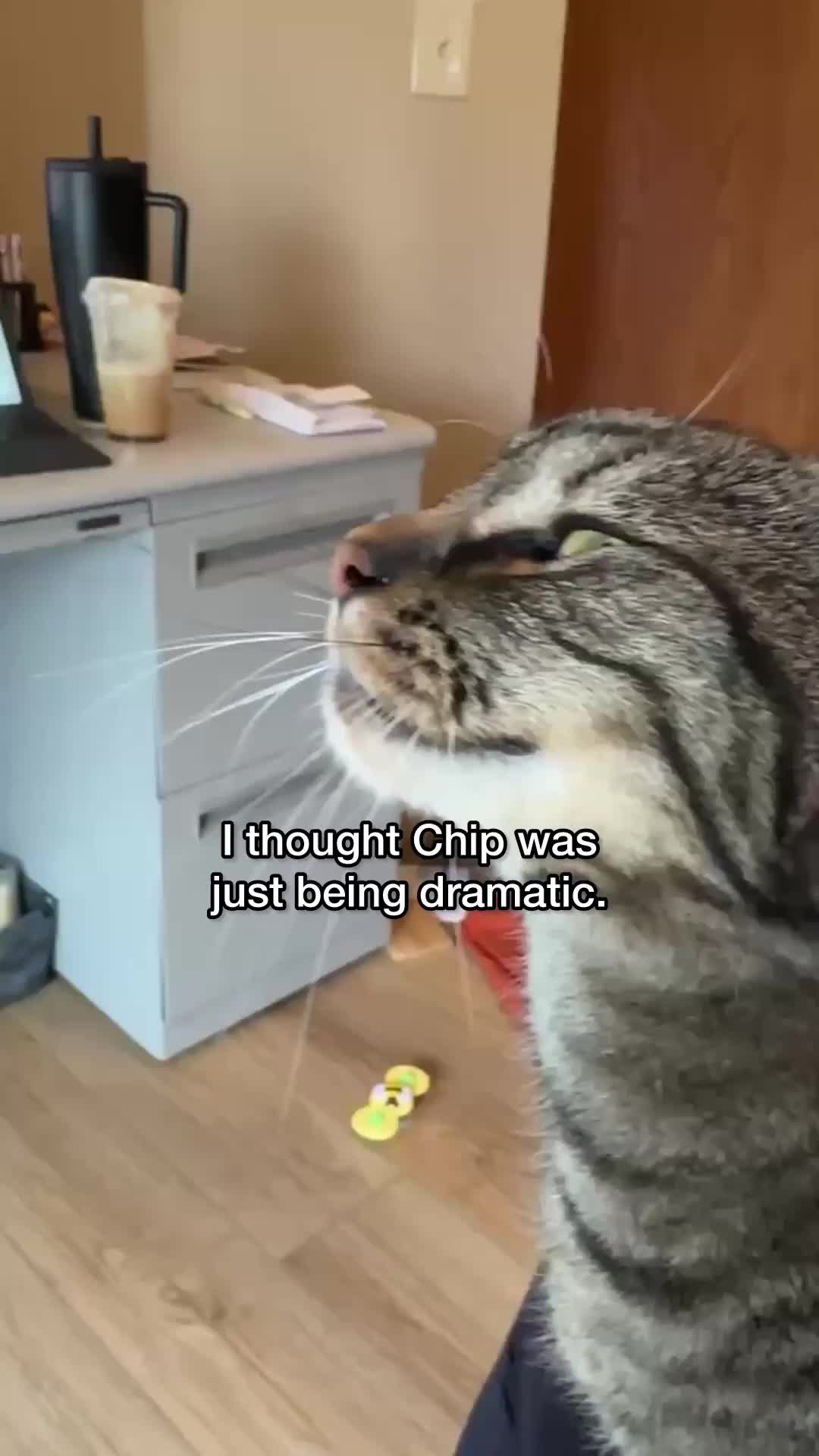 @Chip The Manx