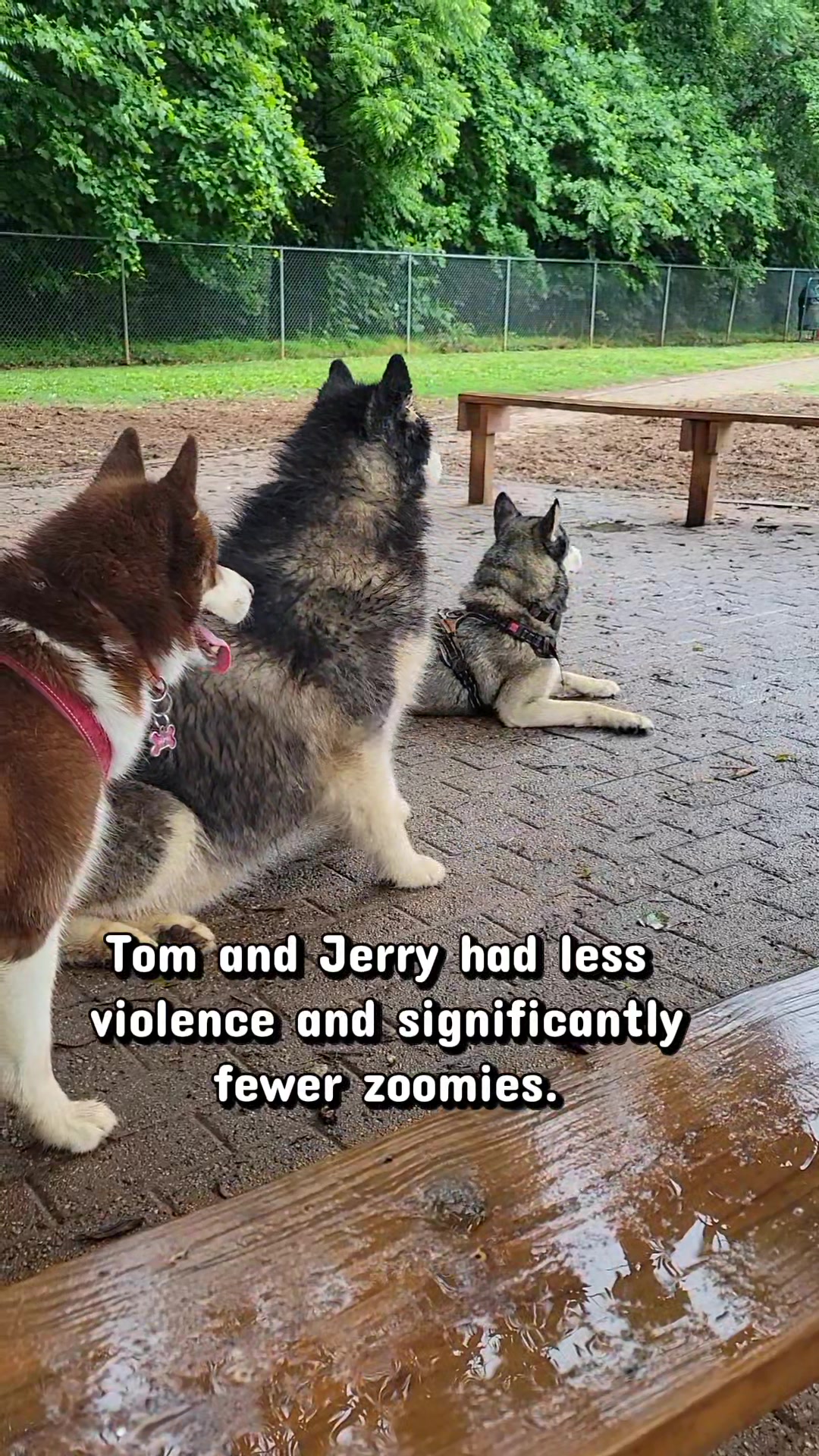 @the Hussey Husky ❌️