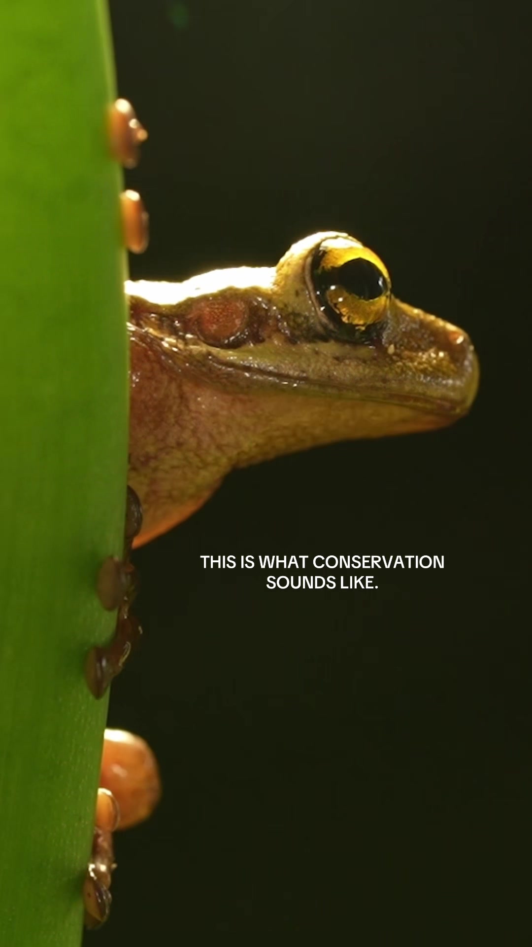 @Conservation Int