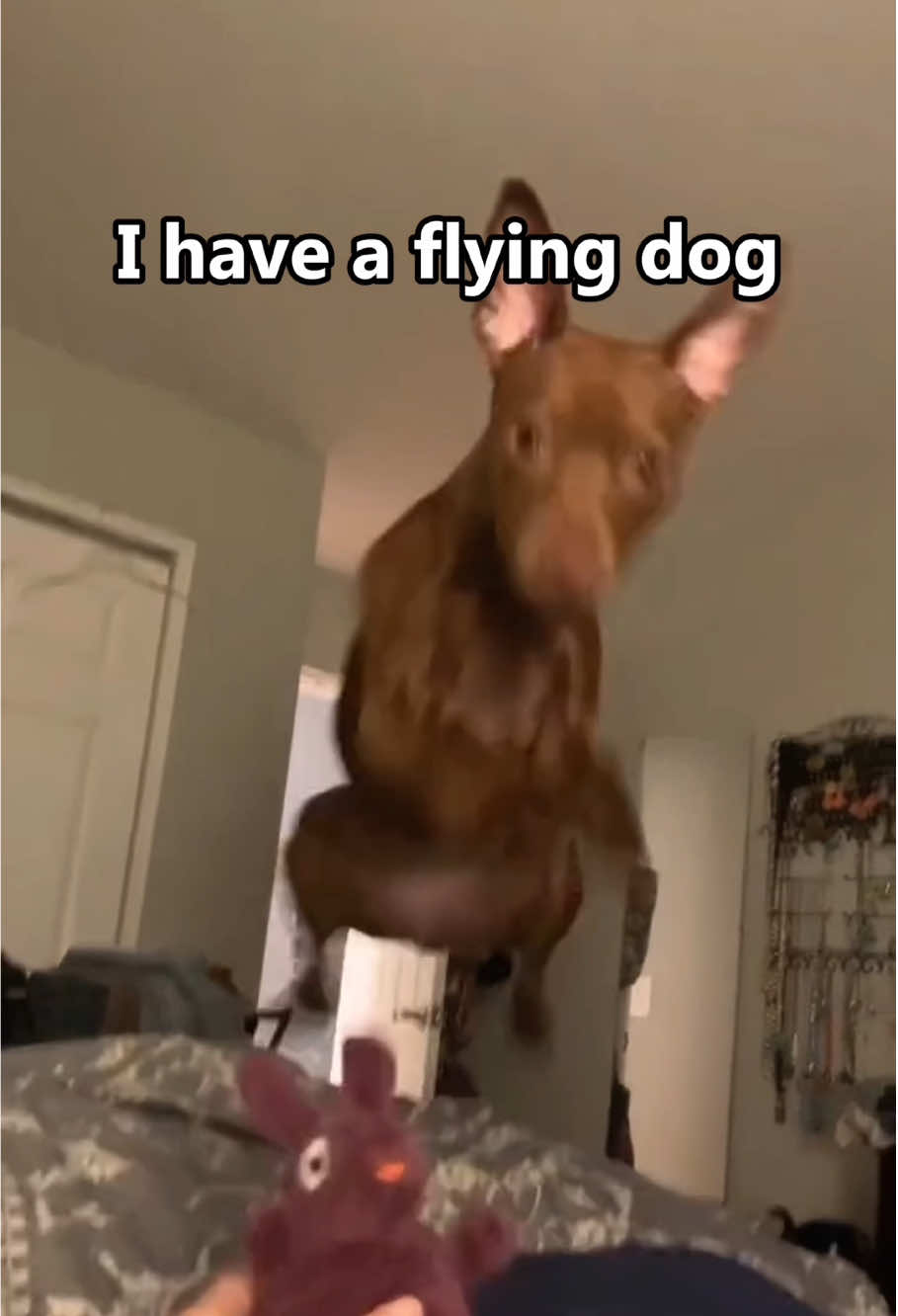 @PawsOfLove