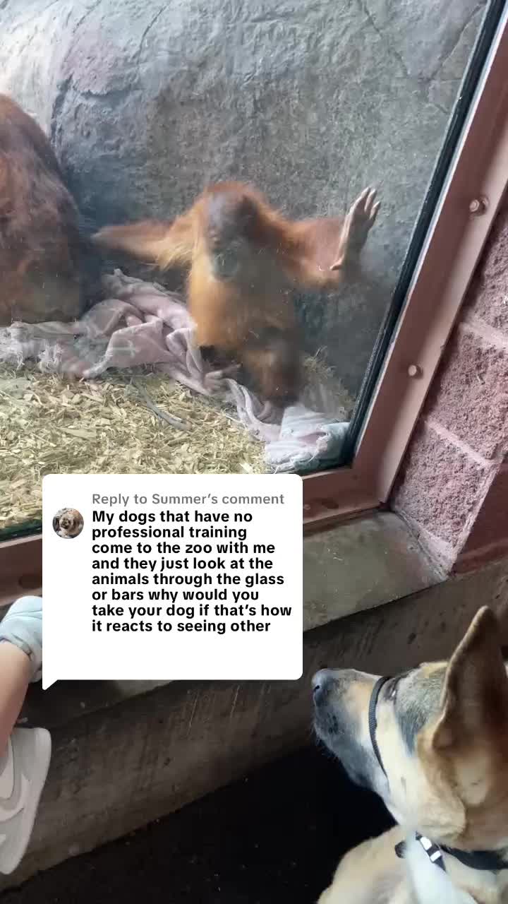 @duchesstheworkingdog