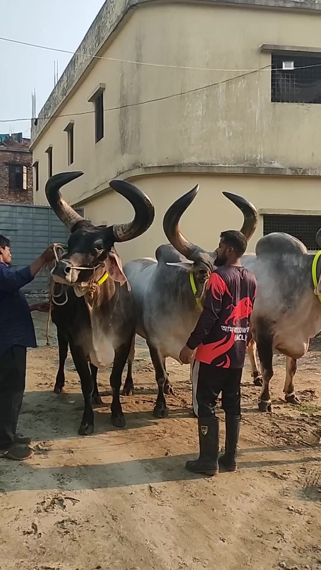 @গরুর ঘর🐄