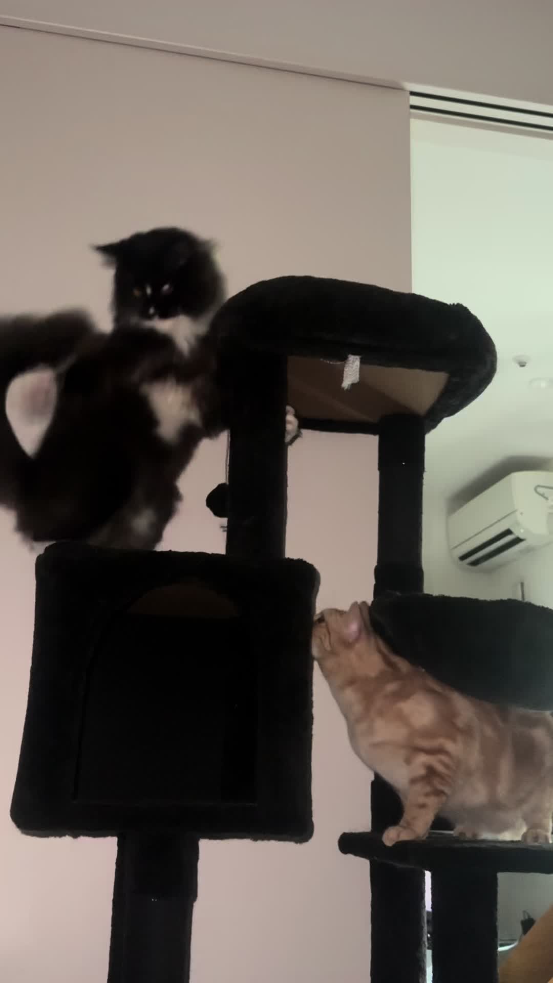 @Chiruru🐈🐈&zwj;⬛