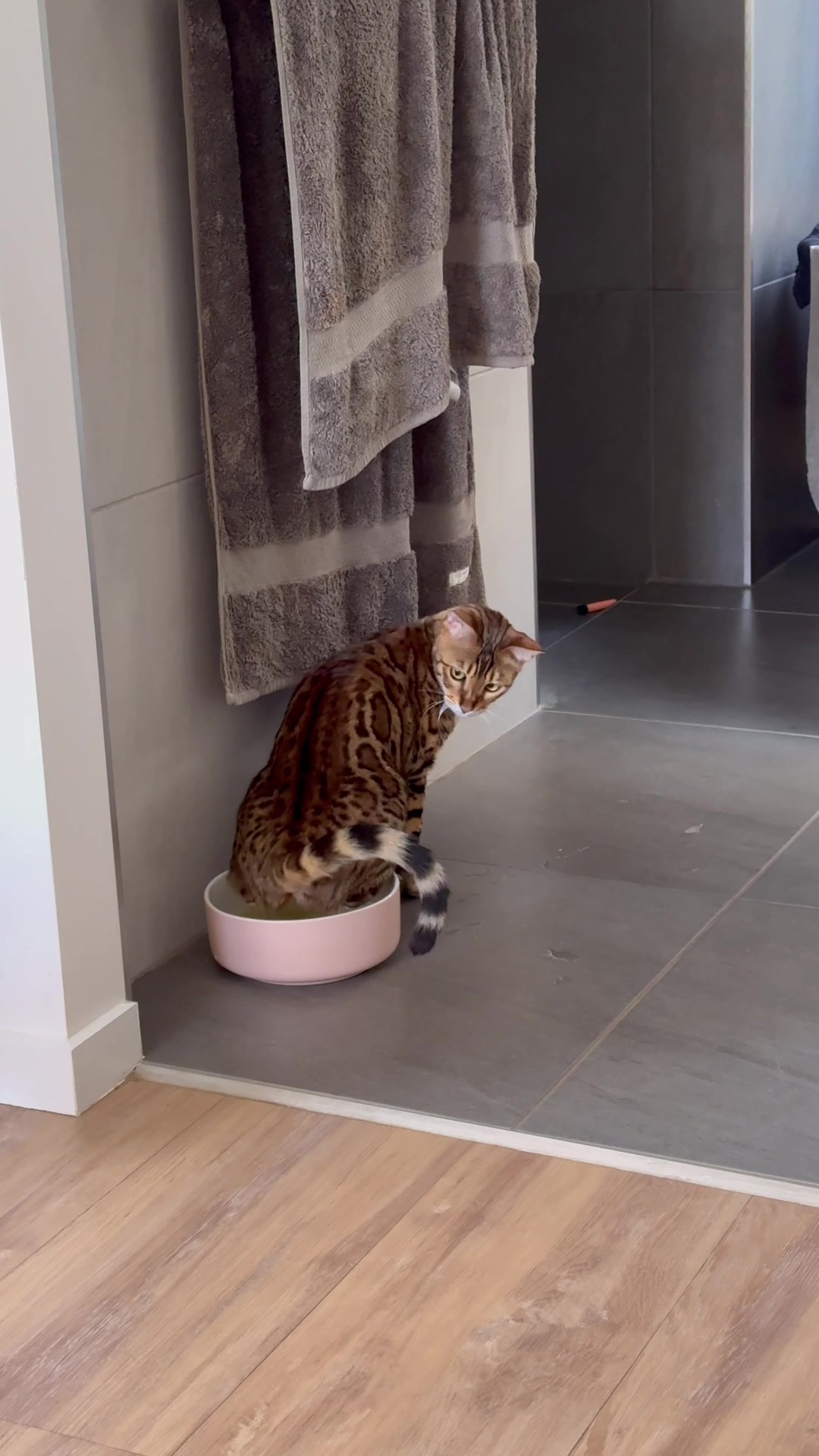 @Skeeter The Bengal