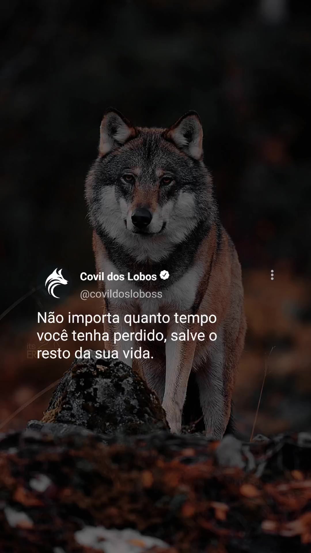 @Covil Dos Lobos