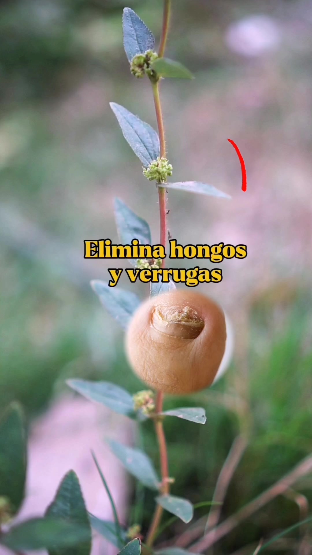 @Monte.sientovivo