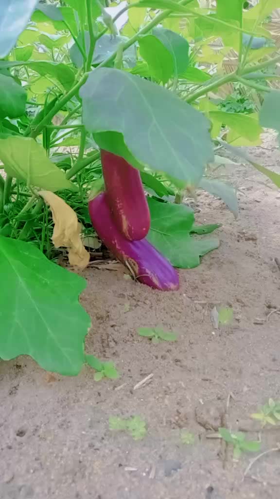 @๐คฑAMMA๐ฉ๐งPONNU SINGLE PONNU