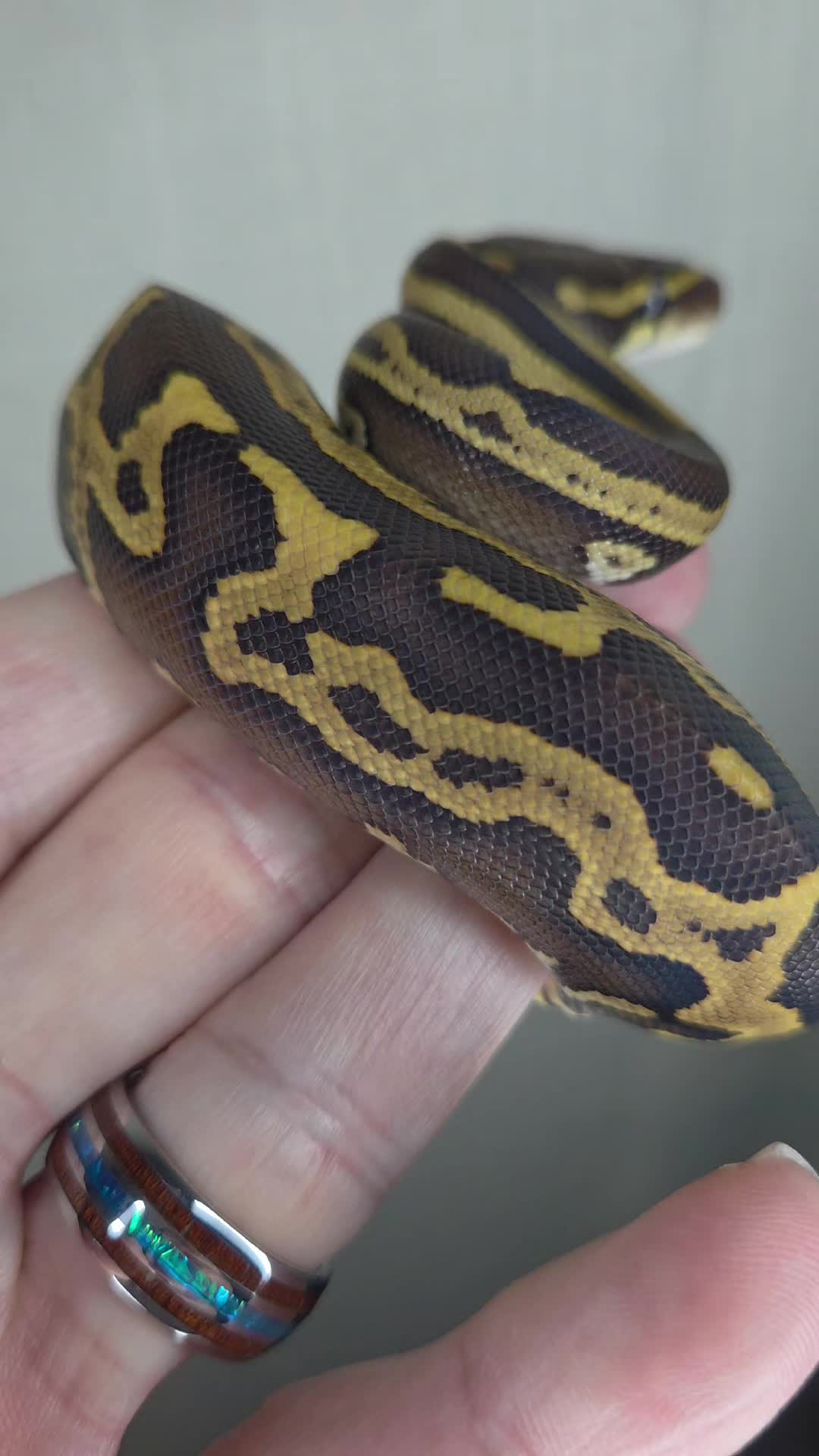 @Rikers Reptiles