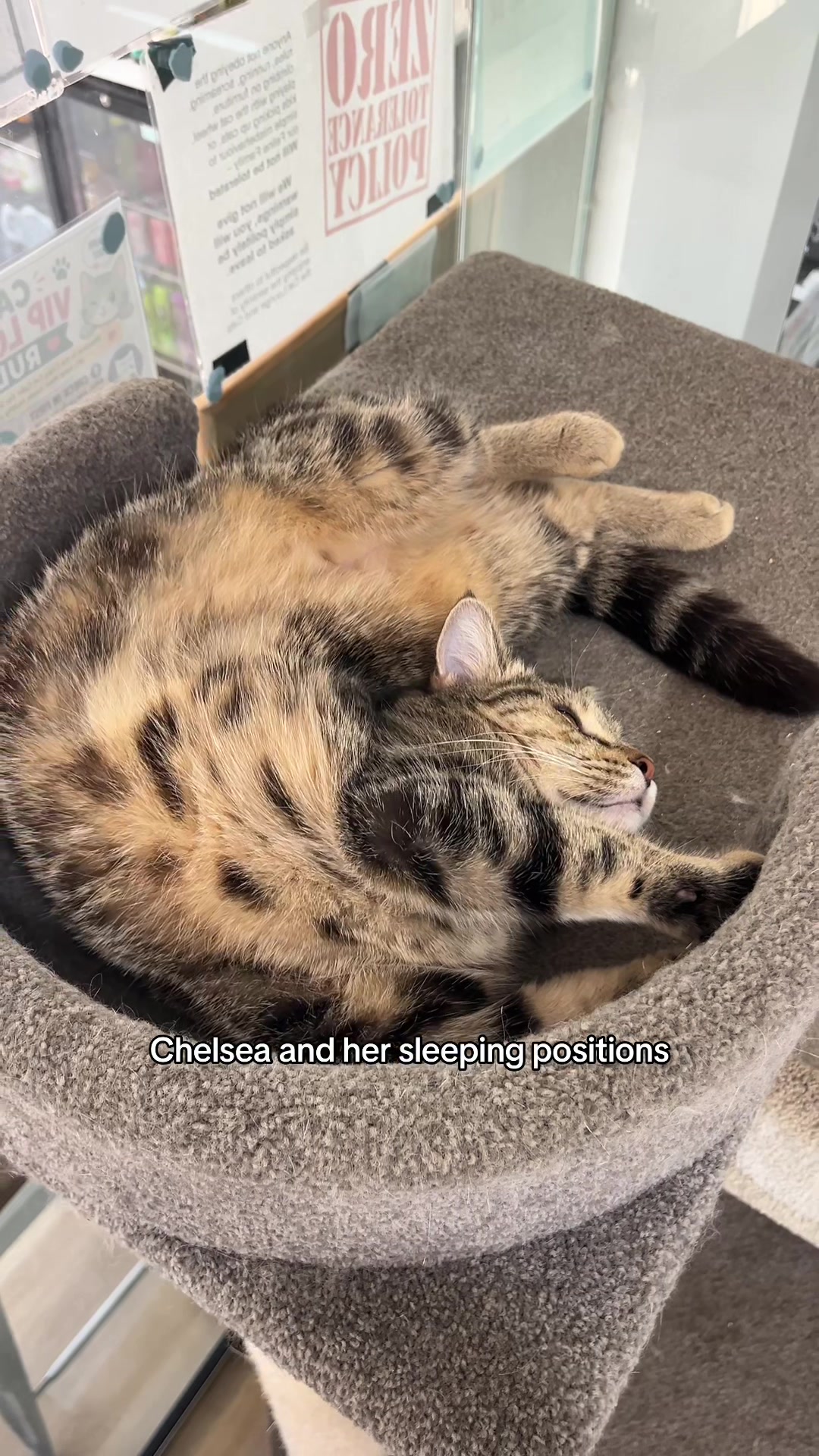 @crazycatcafe