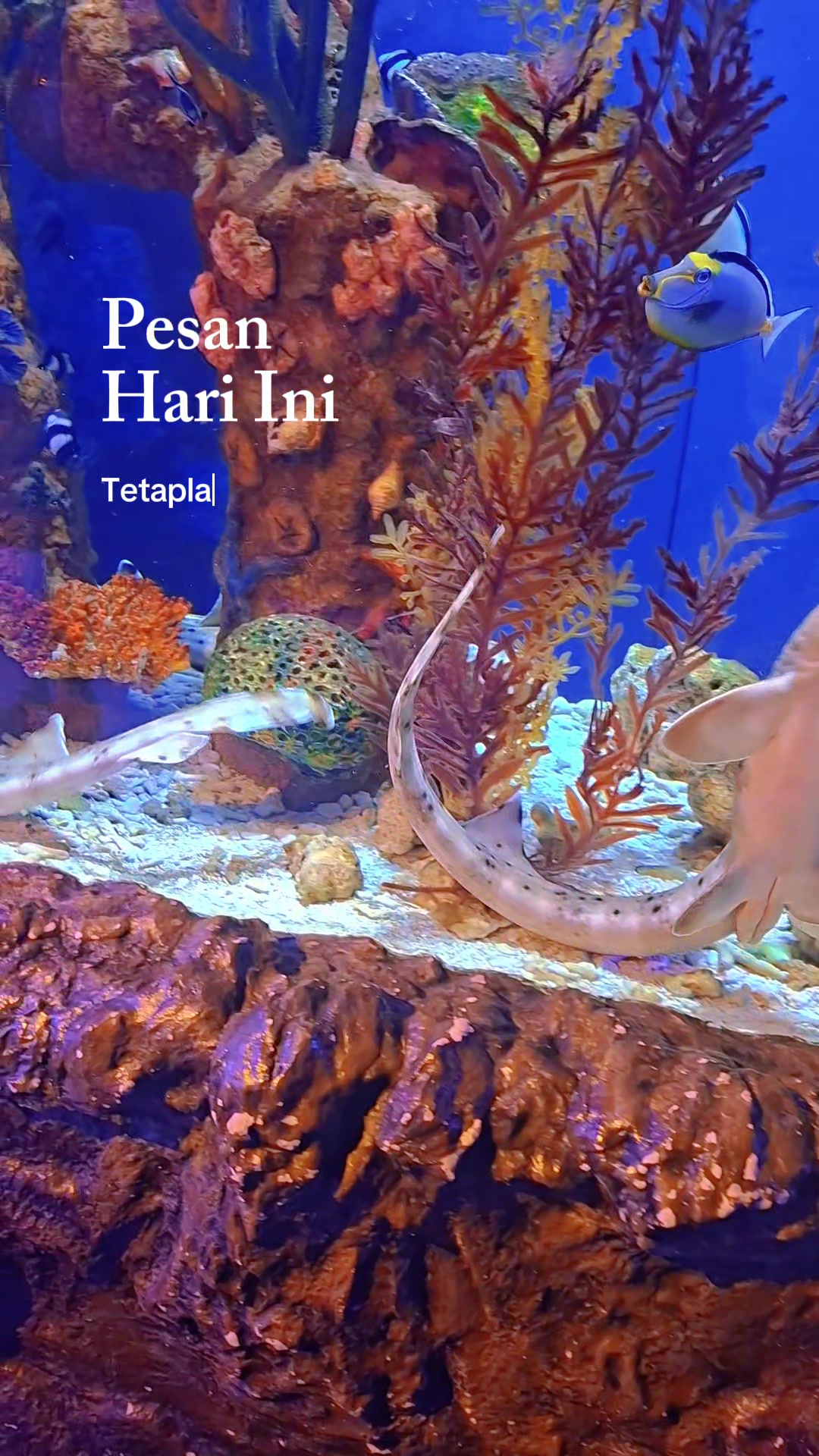 @oki taniar