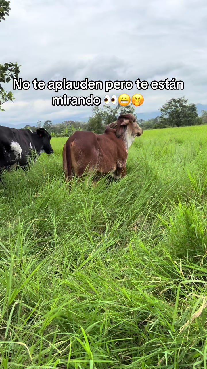 @Jhonatan Cabrera Var