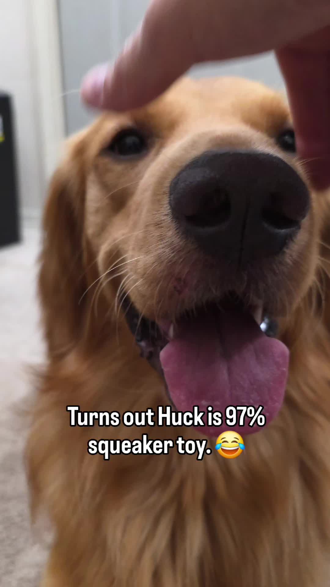 @FINN | The Golden Retriever