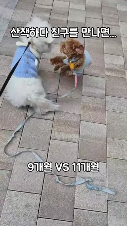 @꼬똥로리