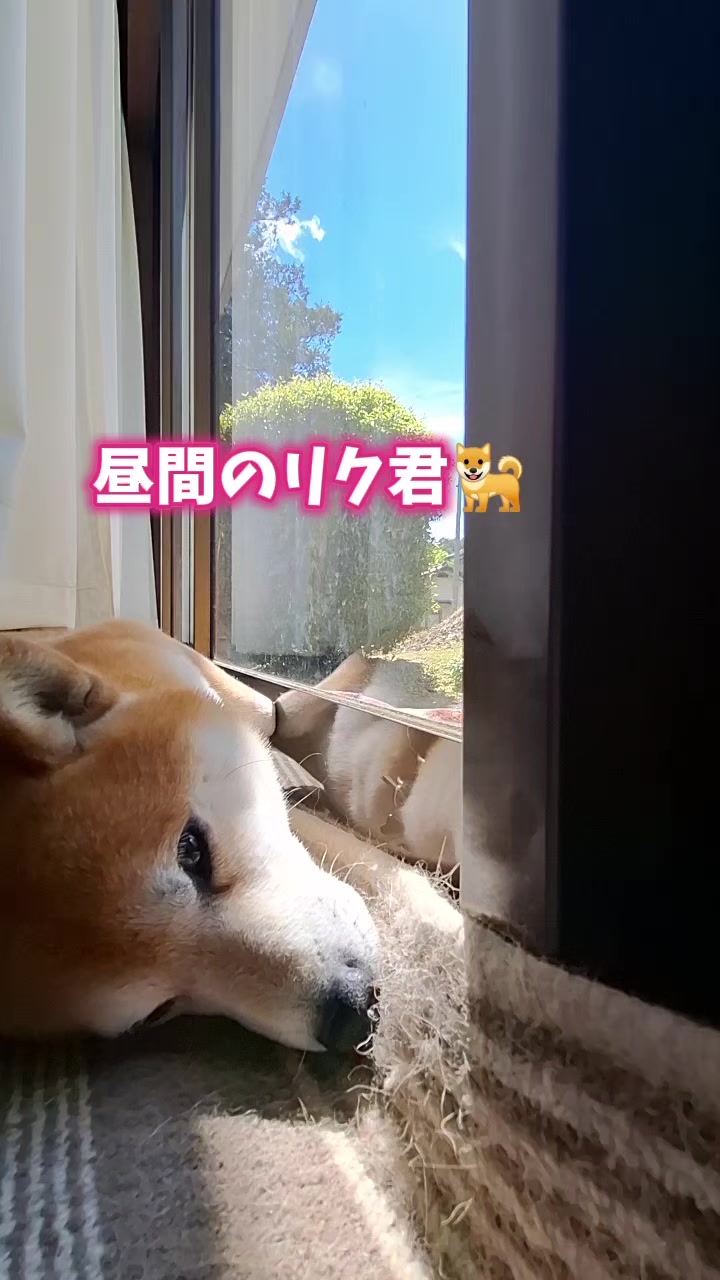 @柴犬リクママ