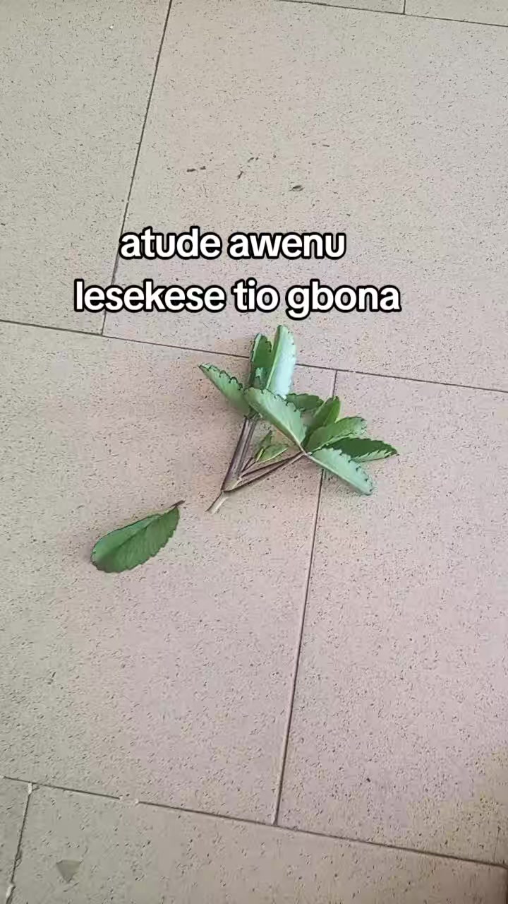 @oba ijinle ogbon agba