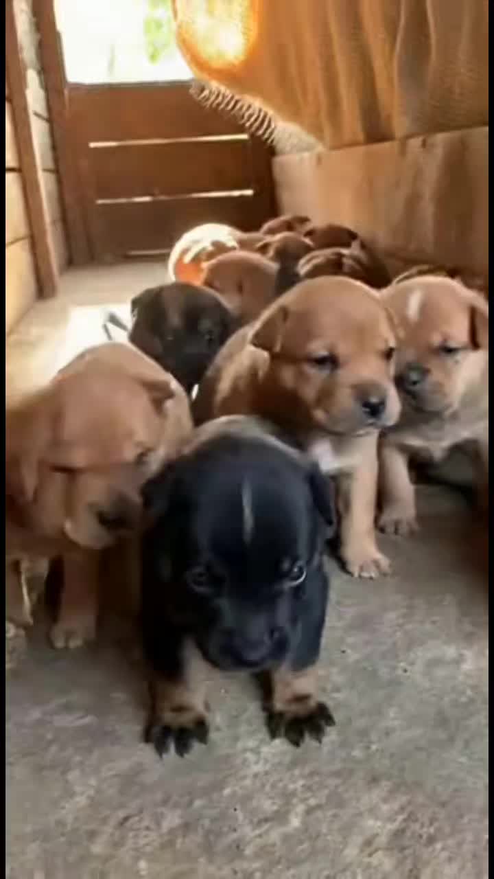 @Cute Baby Puppy Loves