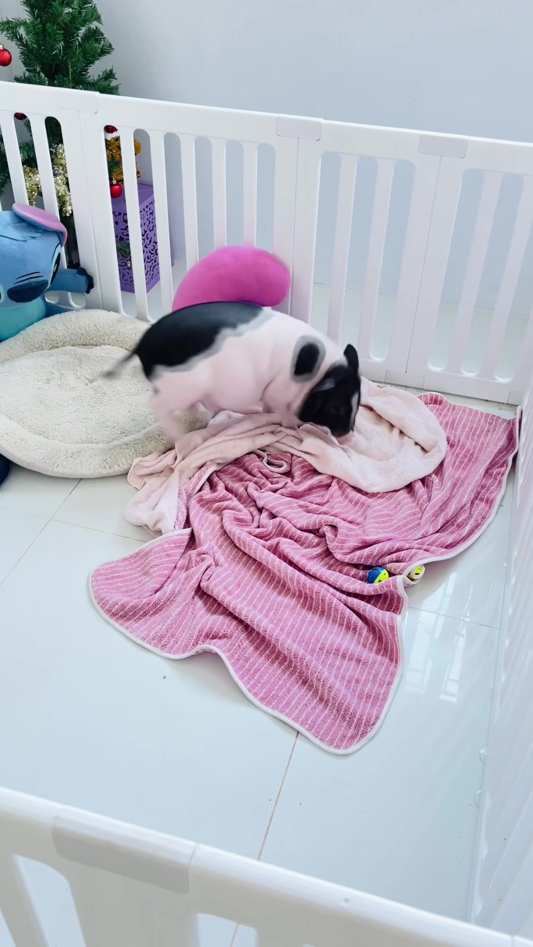 @I Mไอ้เอ็มวัดลาด
