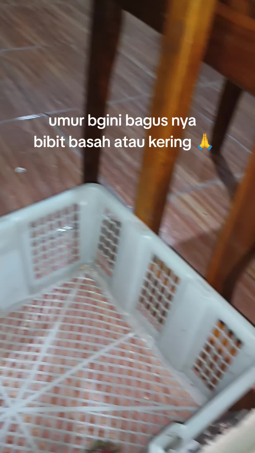 @pikkii