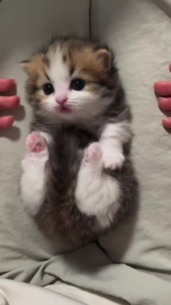 @catbosssss