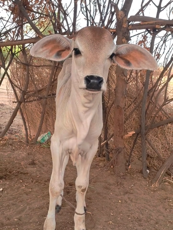 @cows_b_like