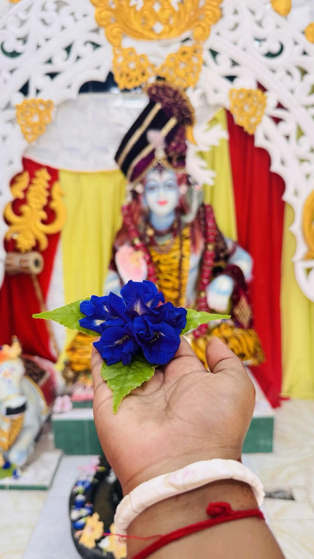@nipabhowmick661