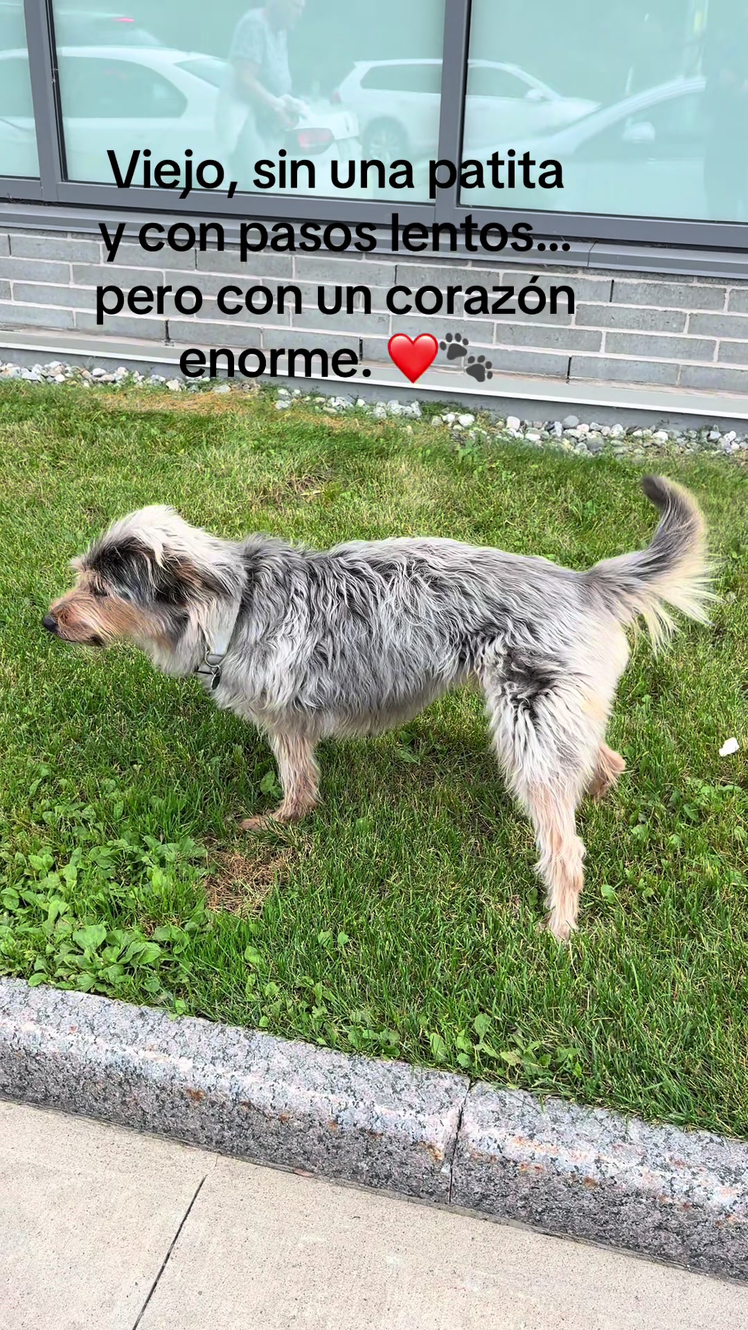 @BelitaPets