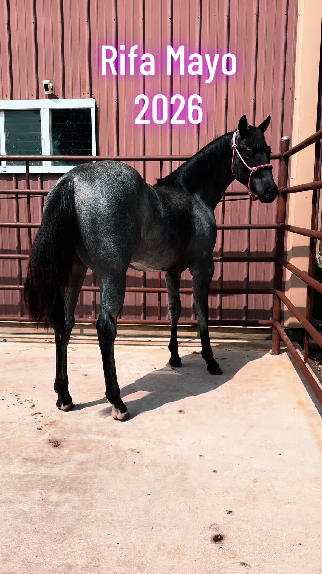 @R.L.P Quarter Horses