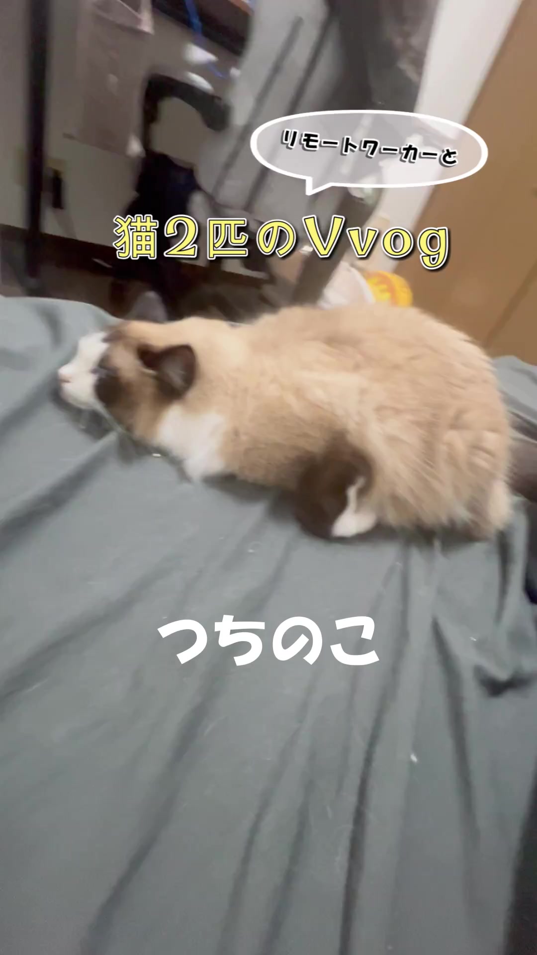 @なつめ友猫帳