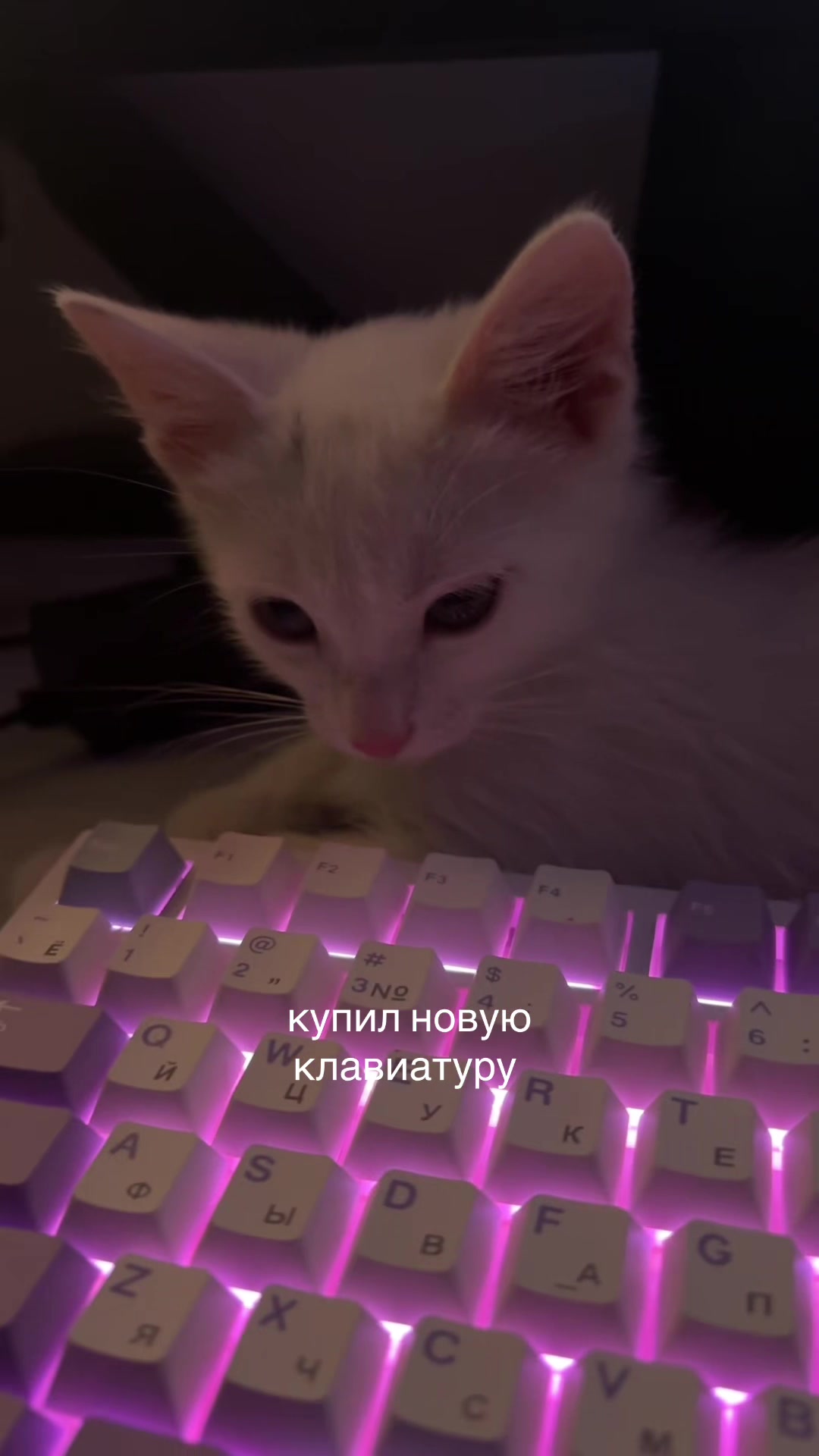 @тгк: квипчек