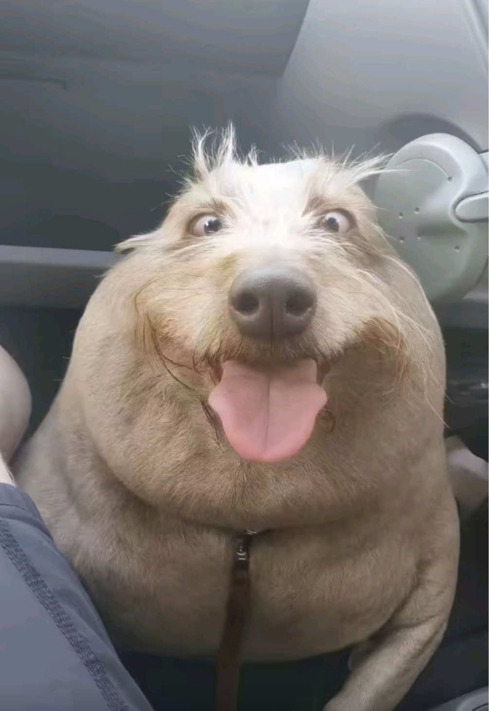 @Chuddington🦭