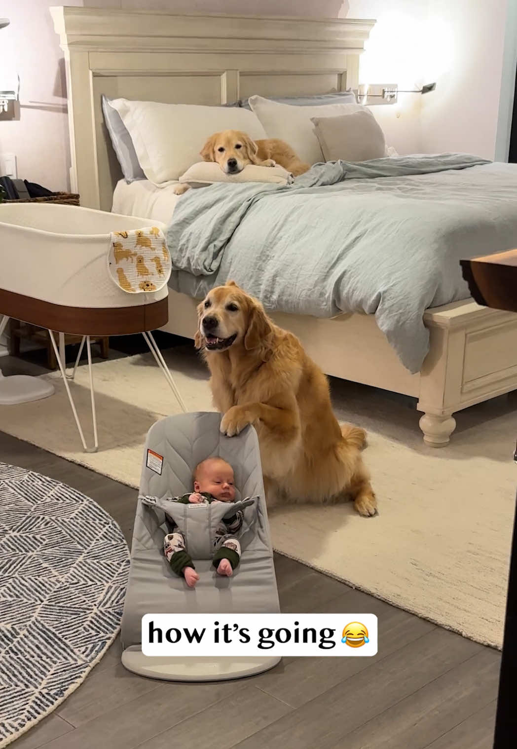 @Golden Retriever Life