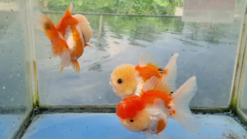 @Teras Aji Goldfish