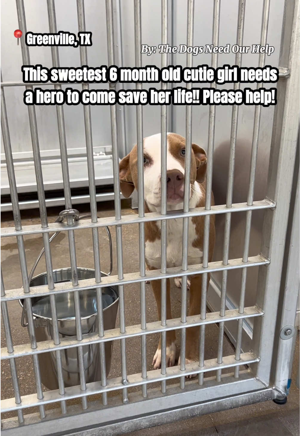 @The Dogs Need Our Help