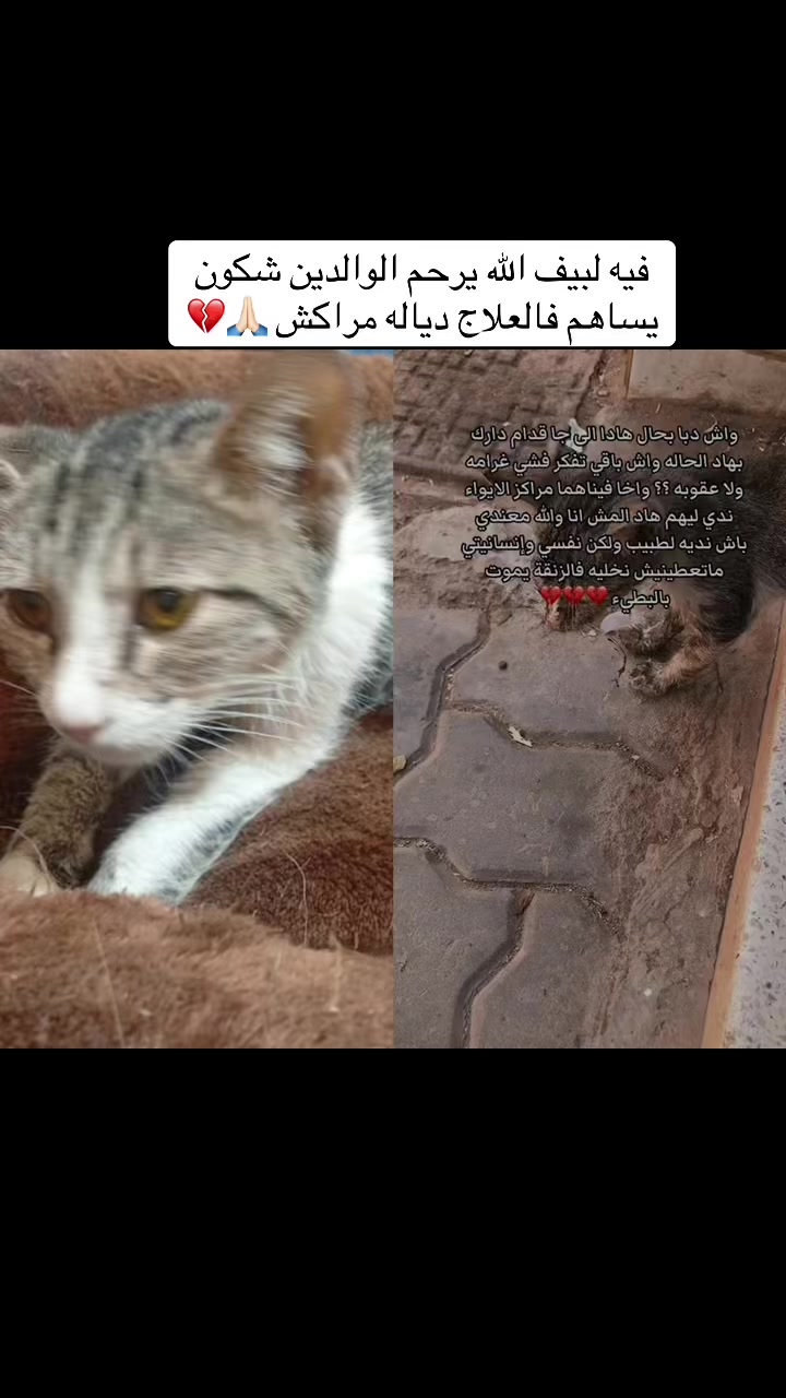 @๐๐ฑ Whiskers Rescue