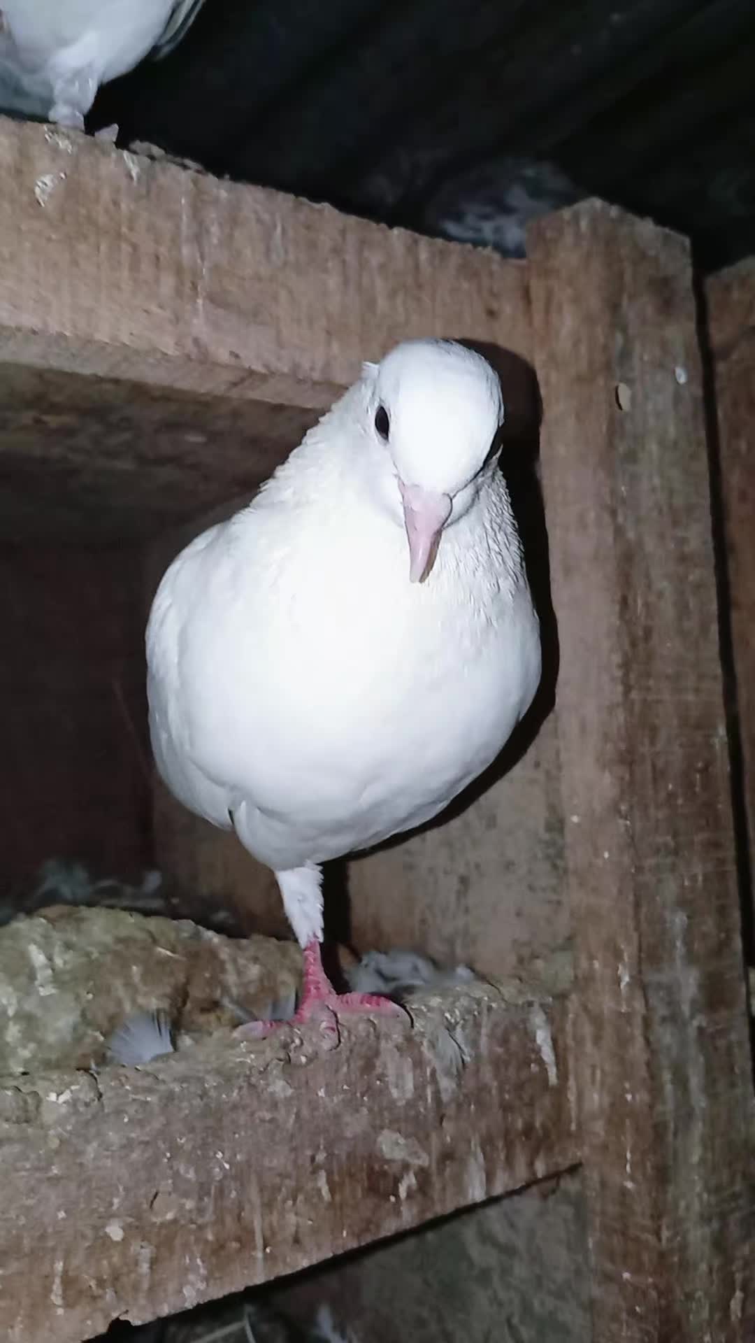 @جايان