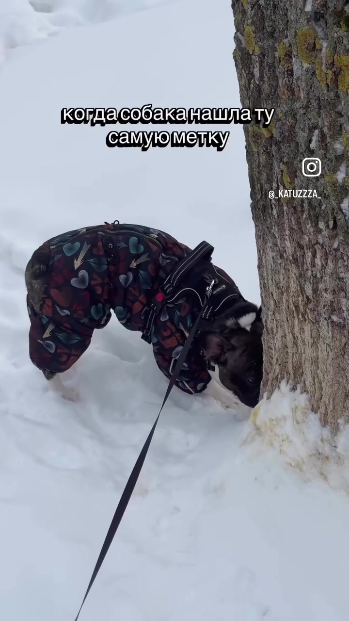 @кекс