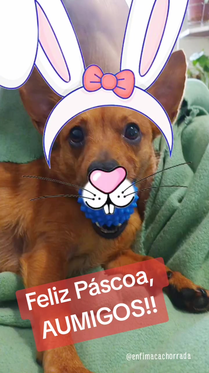 @Cosmos🐕 Maui🐶  Aurora🦊