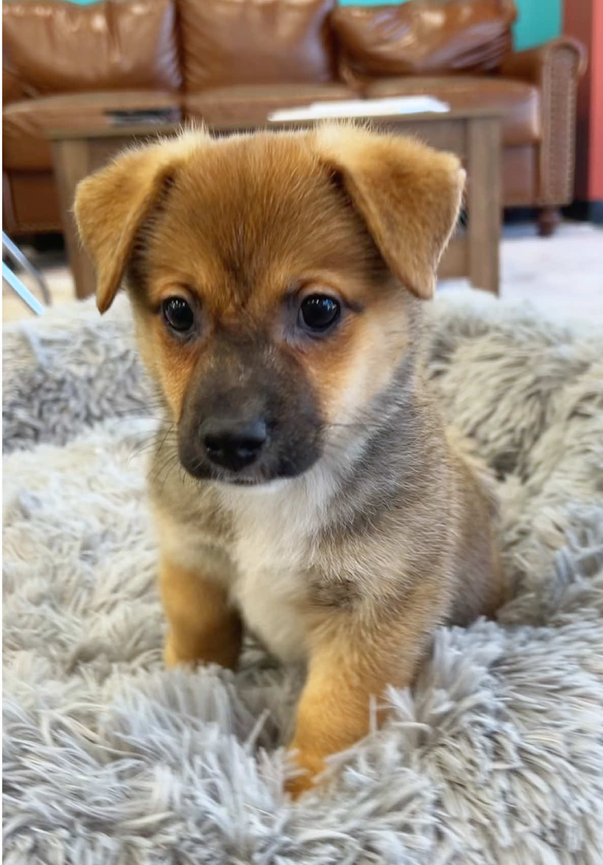 @Petland Oklahoma City