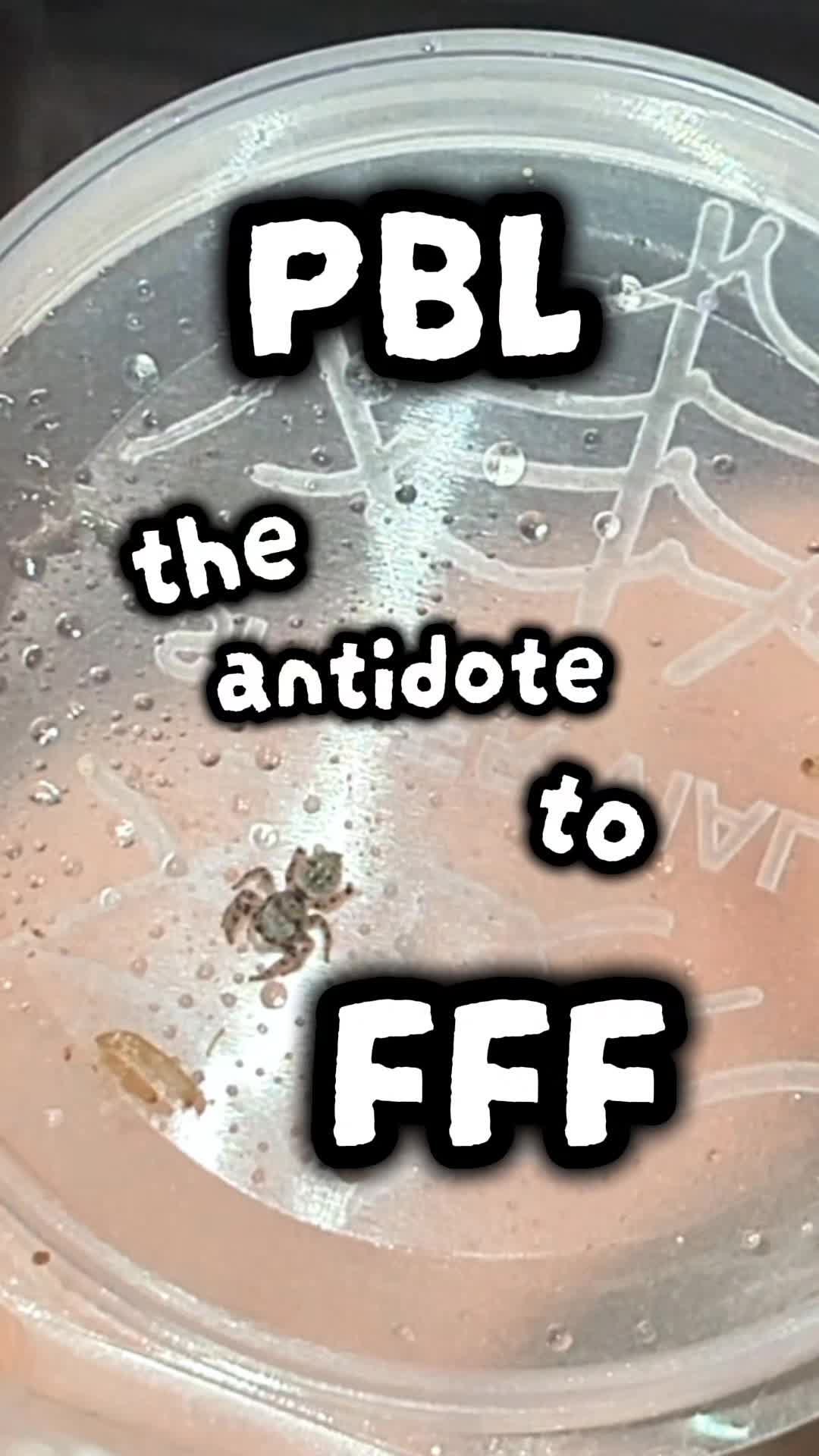 @Ambasspooders