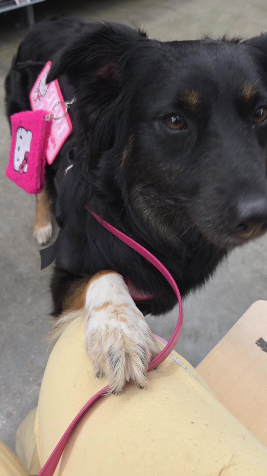 @Nala the Service aussie